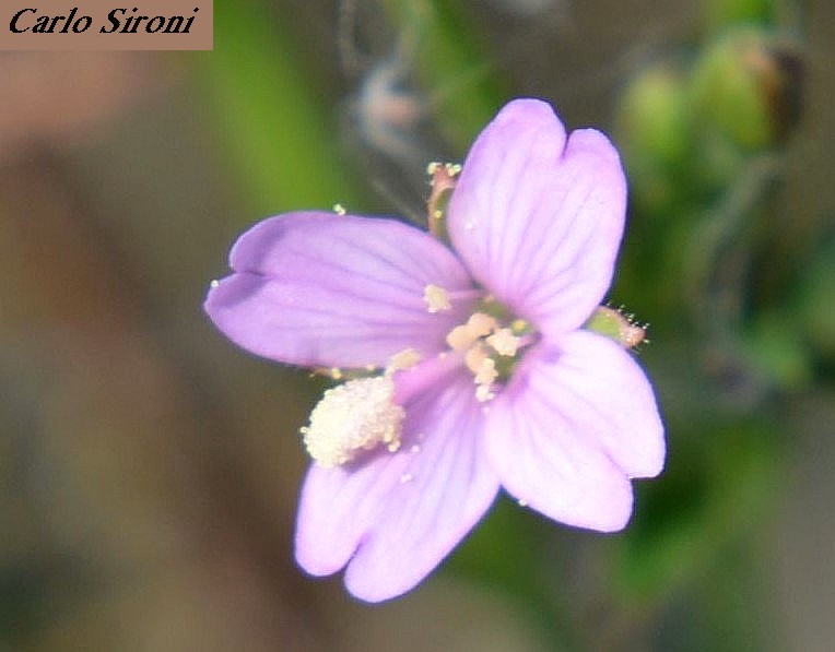 Erba ripariale? Epilobium sp.